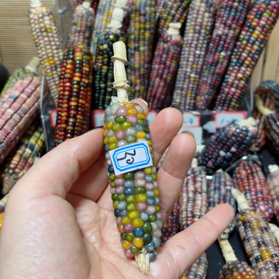 油***汪直播间七彩文玩玉米链接