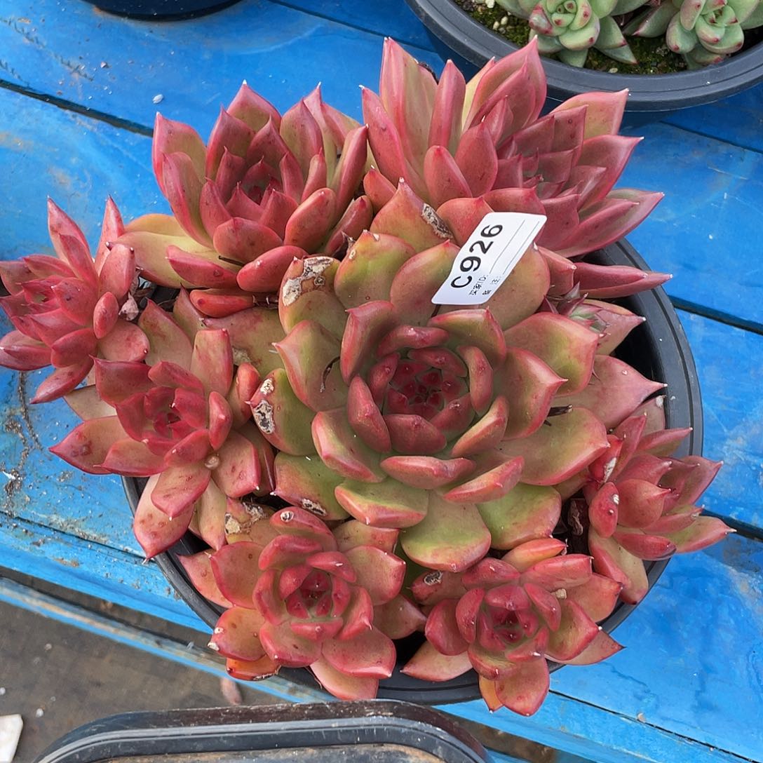 若如东云单拍C926