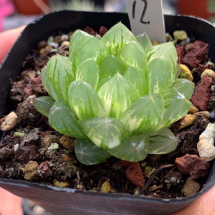 龙鳞玉露锦带盆土发货