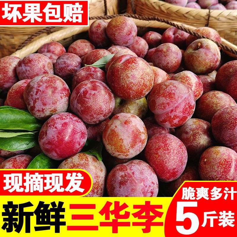 【顺丰包邮5斤装】正宗钱排三华李果地现摘现发精品大果酸脆多计