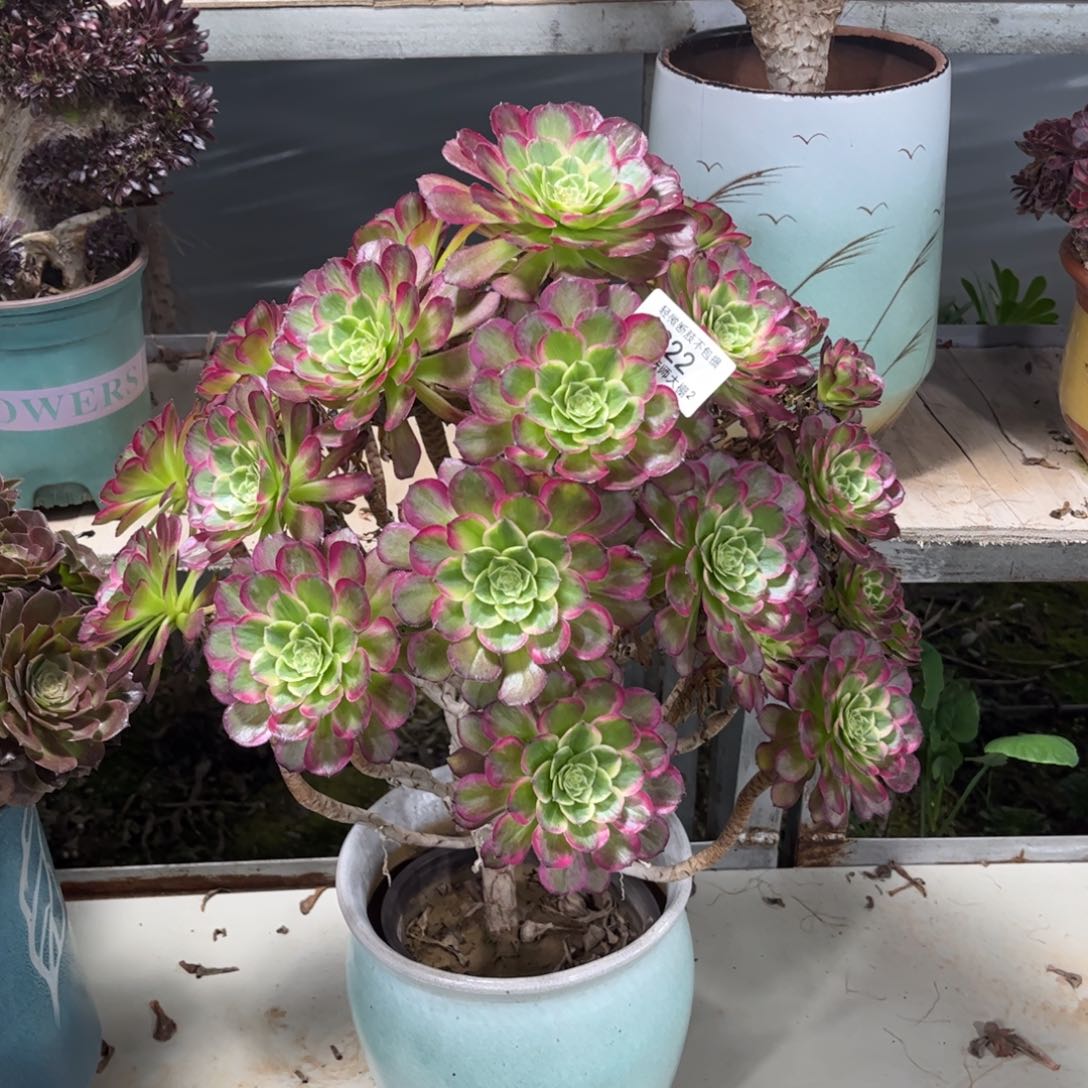 622嫦娥多肉植物多肉植物