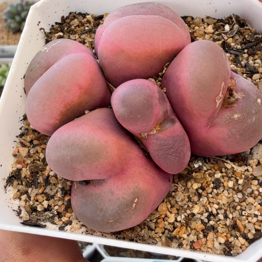 大毛              