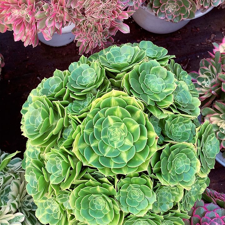 琉璃捧花，多肉植物