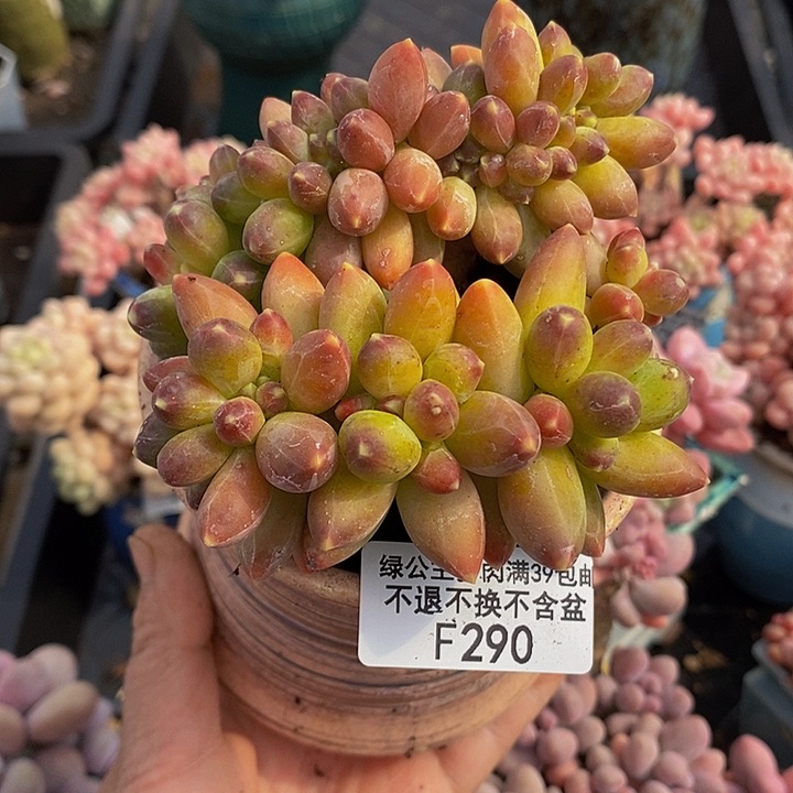香蕉树老桩9cm290多肉植物