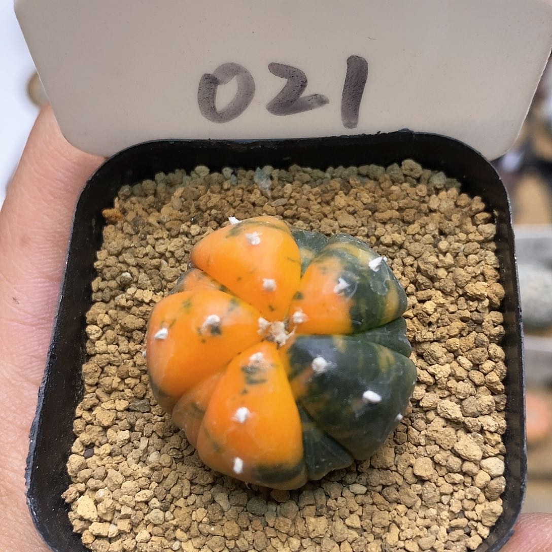 开播特价来了福利多多