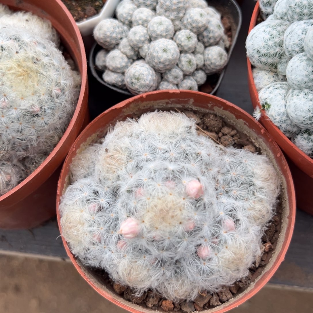 丫***活零零落落 零零落落