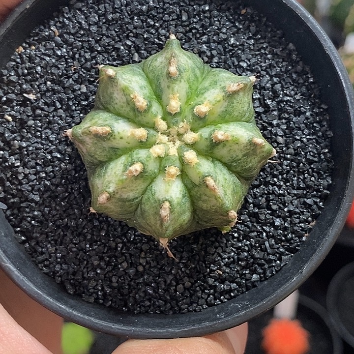 白海神—带盆土发货3