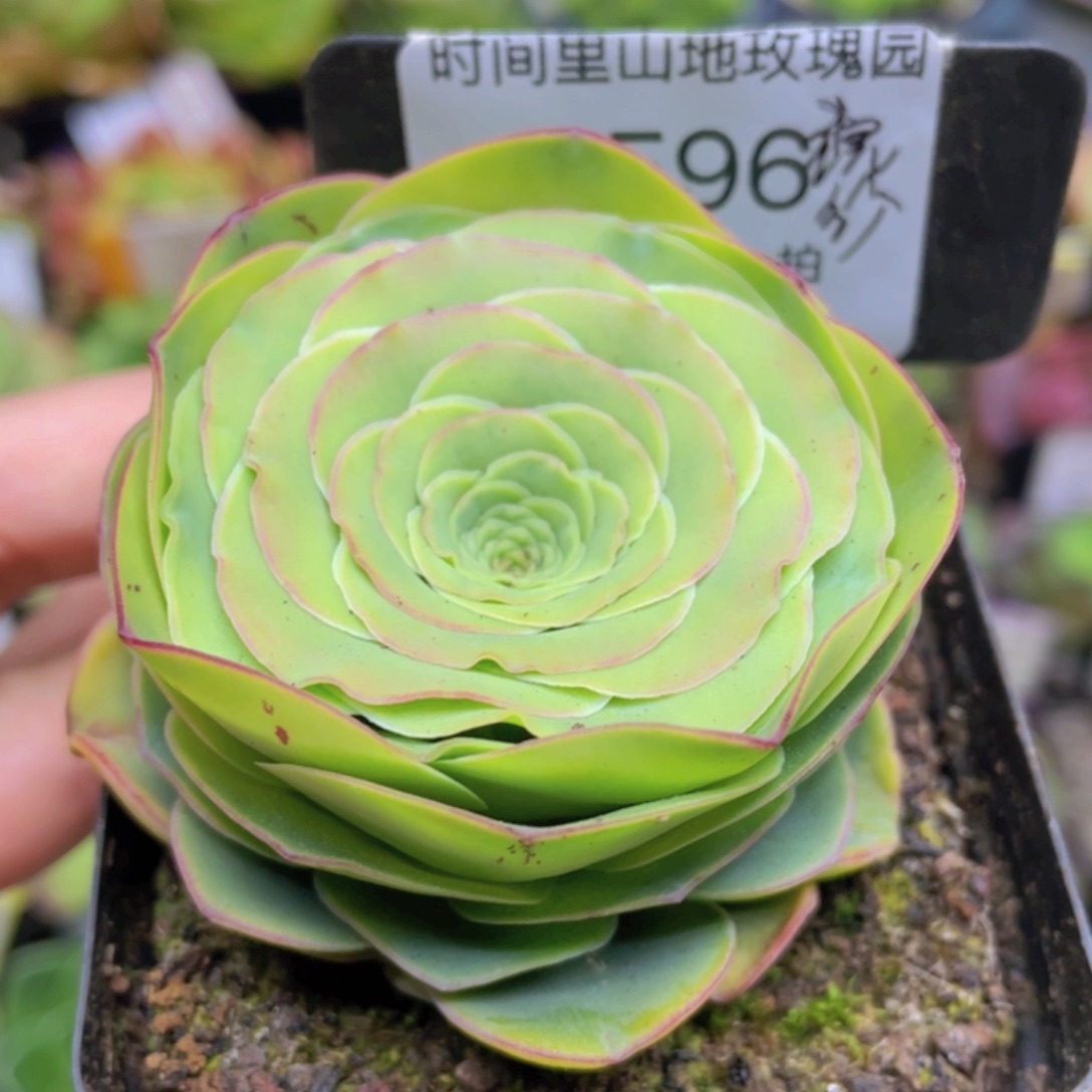 浣纱玫瑰一物一拍596