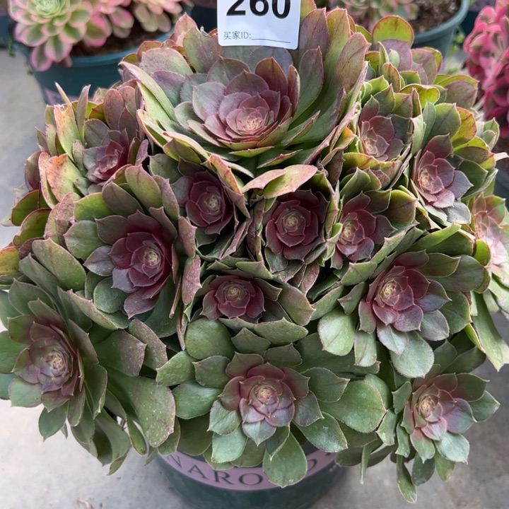 260万圣节26厘米左右