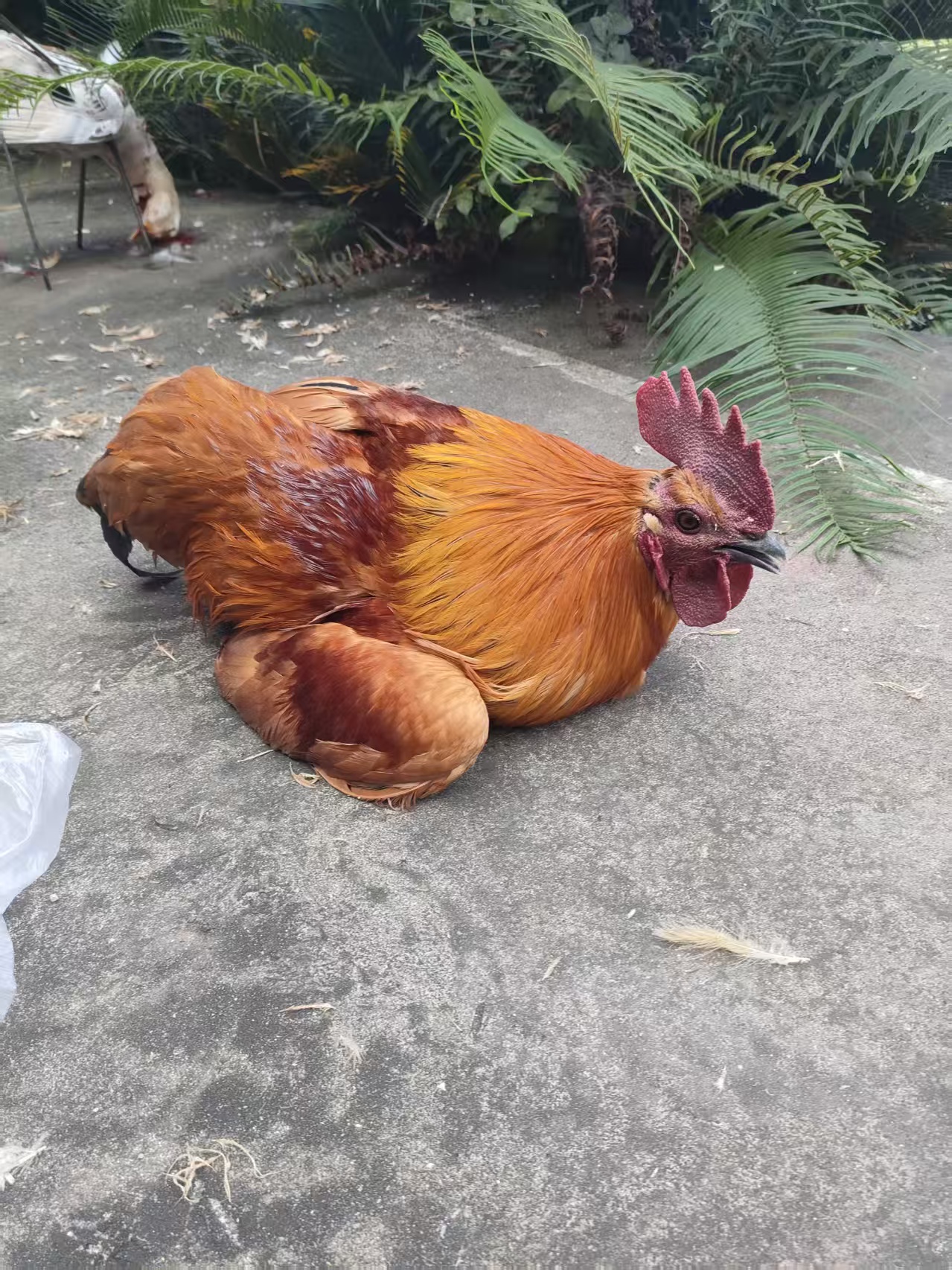 下林村 农户散养自己喂养粮食公鸡