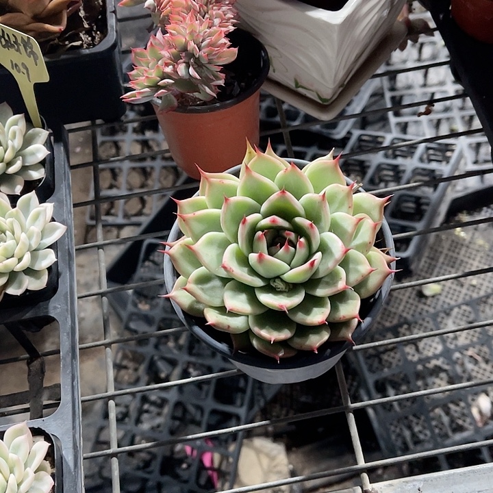 大盆拖斯卡精品多肉