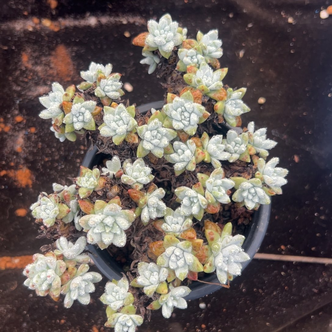 格诺玛白菊～无坎无瑕无386