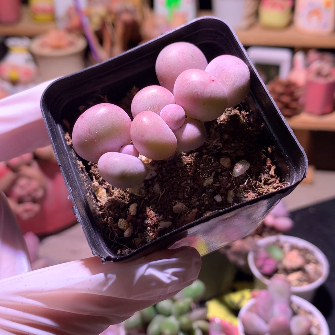 水光针奶酪多肉。