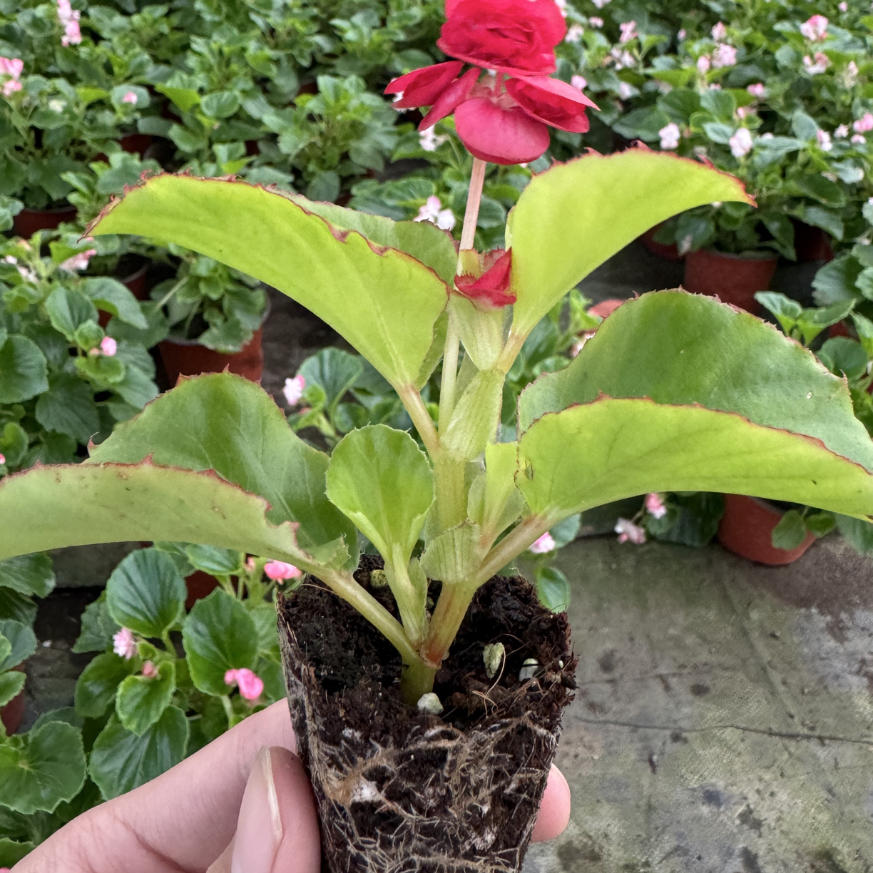 重瓣四季海棠苗 四季开花【不一定带花苞 不包叶损】高矮胖瘦不同