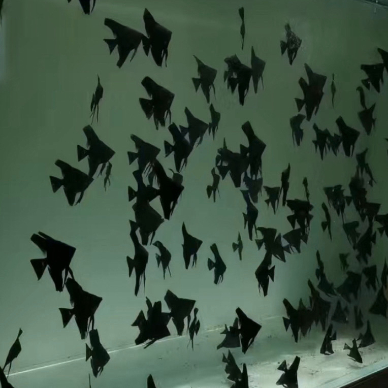 精选黑色彗星蝴蝶鲤冷水观赏鱼大鳍大尾好养耐活包邮鱼苗