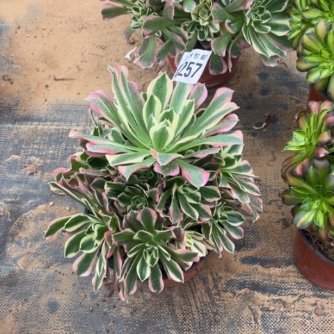 257白凤不包断枝