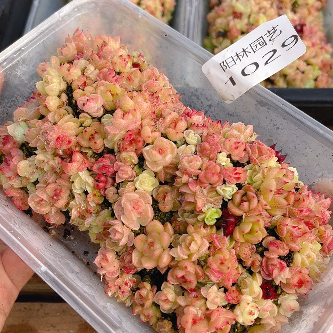 多肉植物多肉植物1029