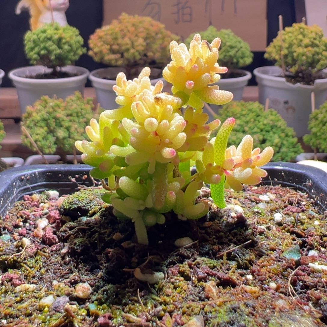 648飞机猪一物一拍包开箱