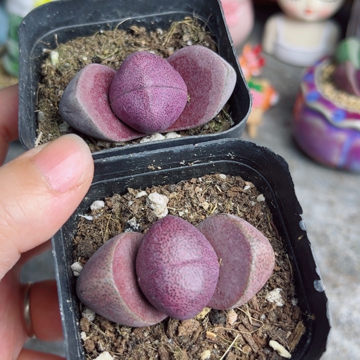 紫元宝带盆栽好2盆一组