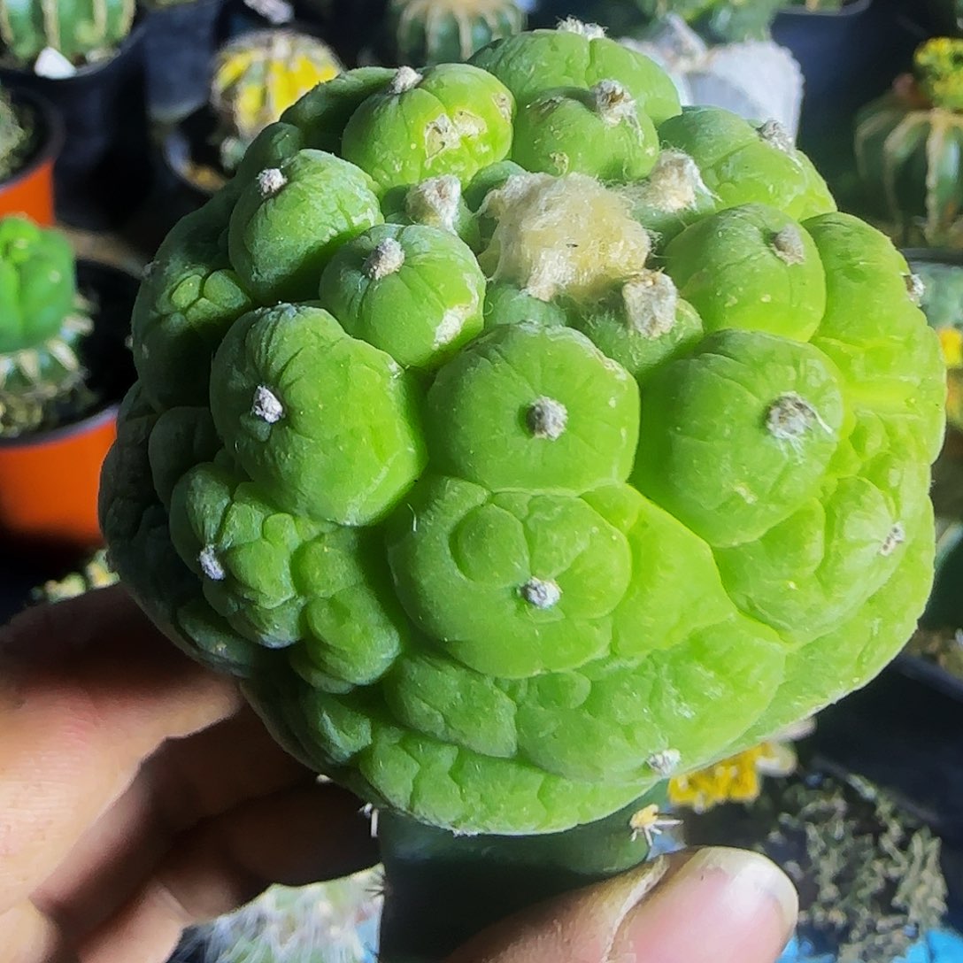 皱尤仙531仙人球