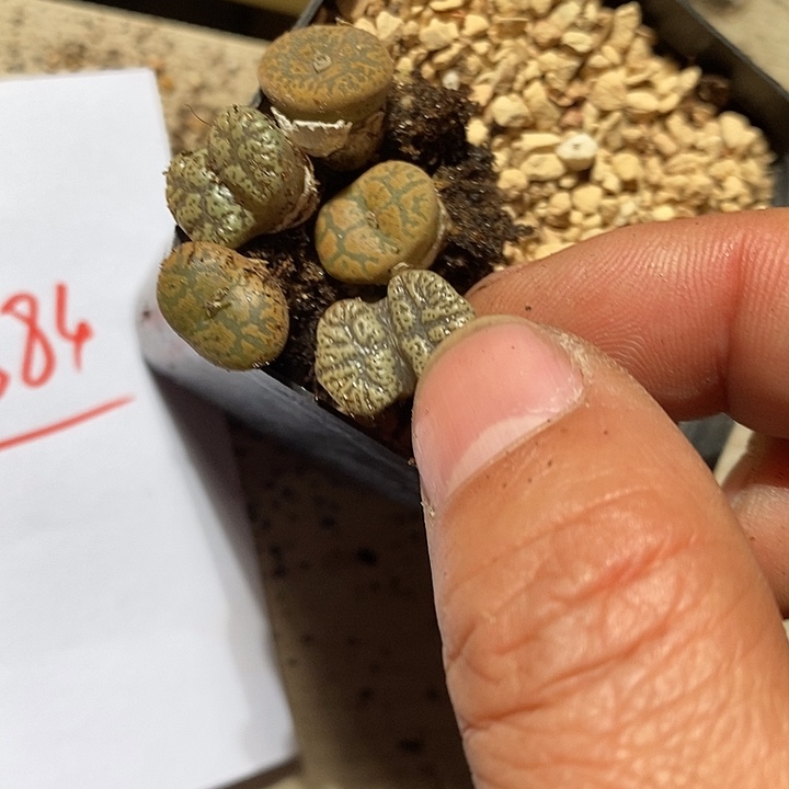 30384。 大单头勋章一组。 