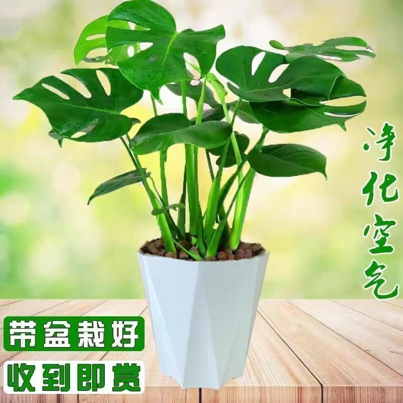 龟背竹大叶开背盆栽室内客厅绿植土培水培四季常青花卉净化空气