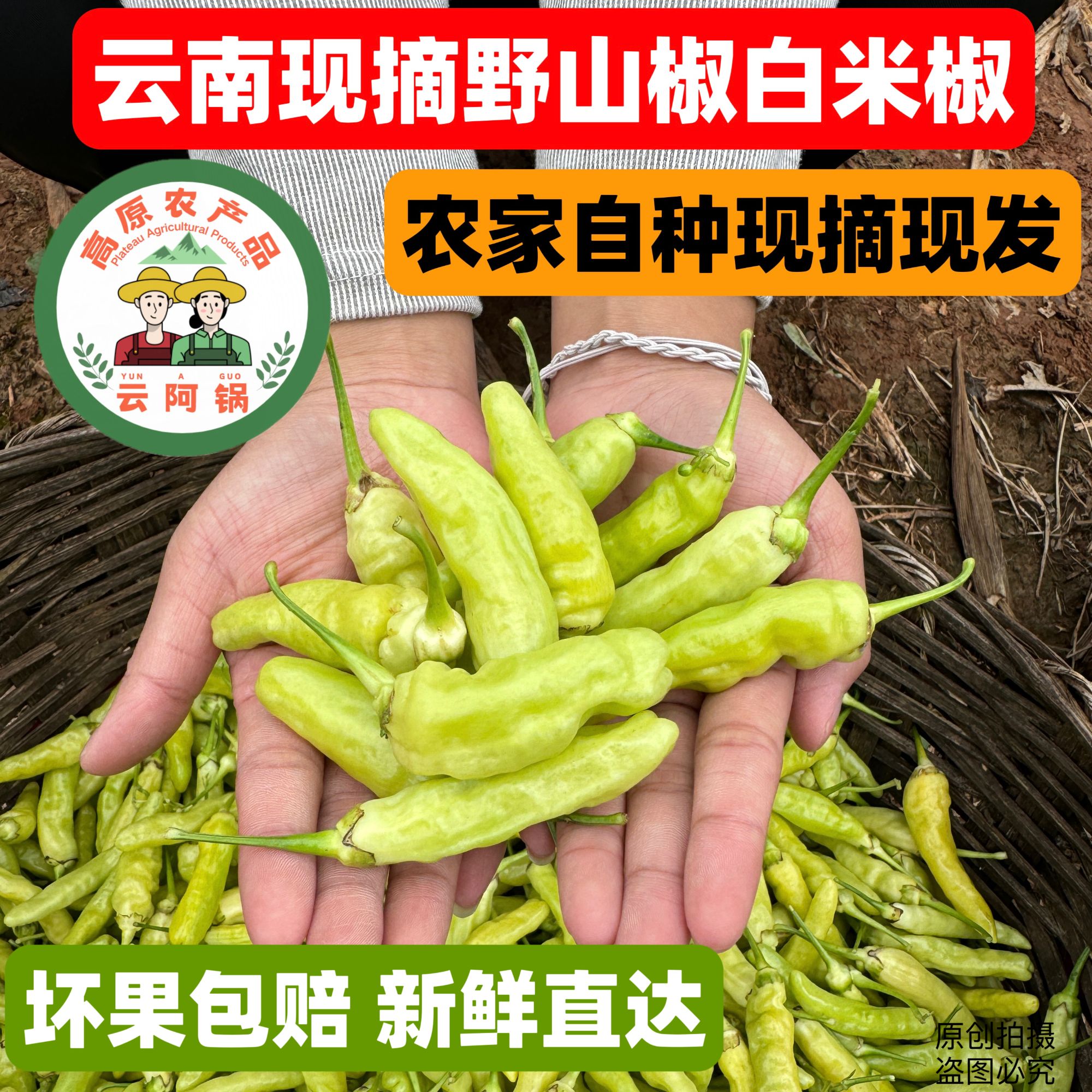 【新鲜】云南新鲜皱皮野山椒白米辣特辣可做泡椒腌菜小米辣现摘现发