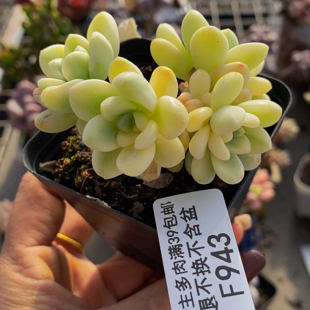 老尔锦943/5cm有砍