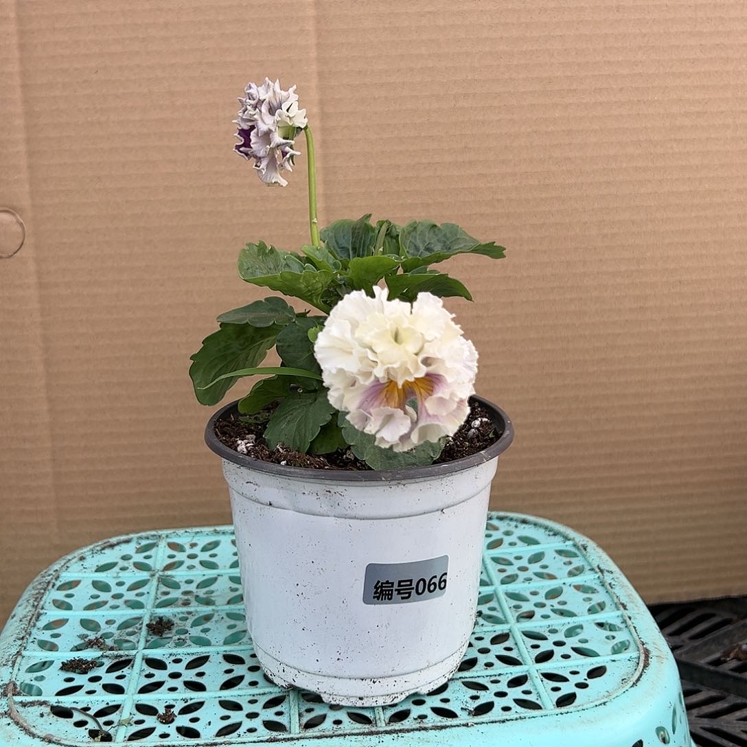 【闪购商品】完全开放066号