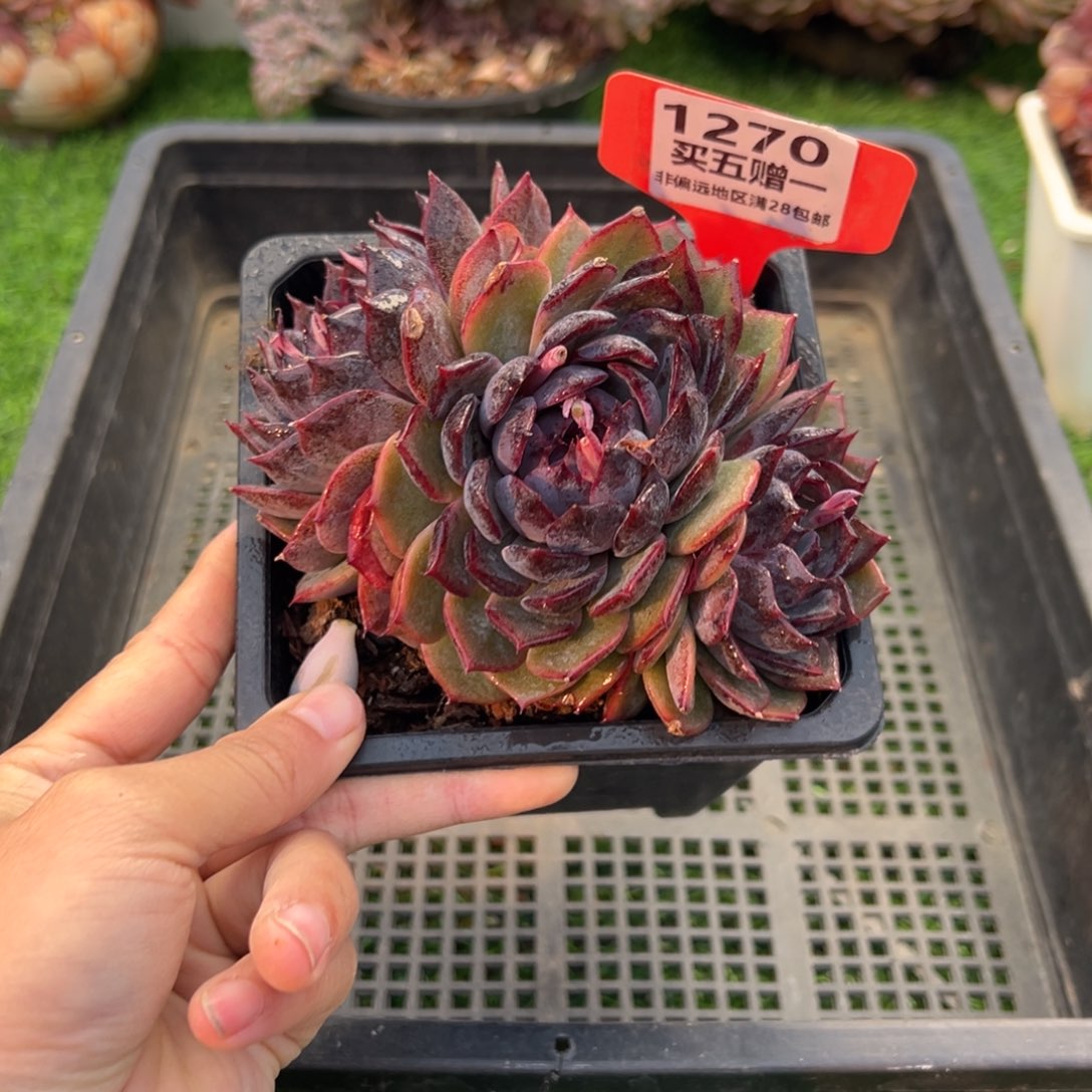 表妹精品多肉1270.