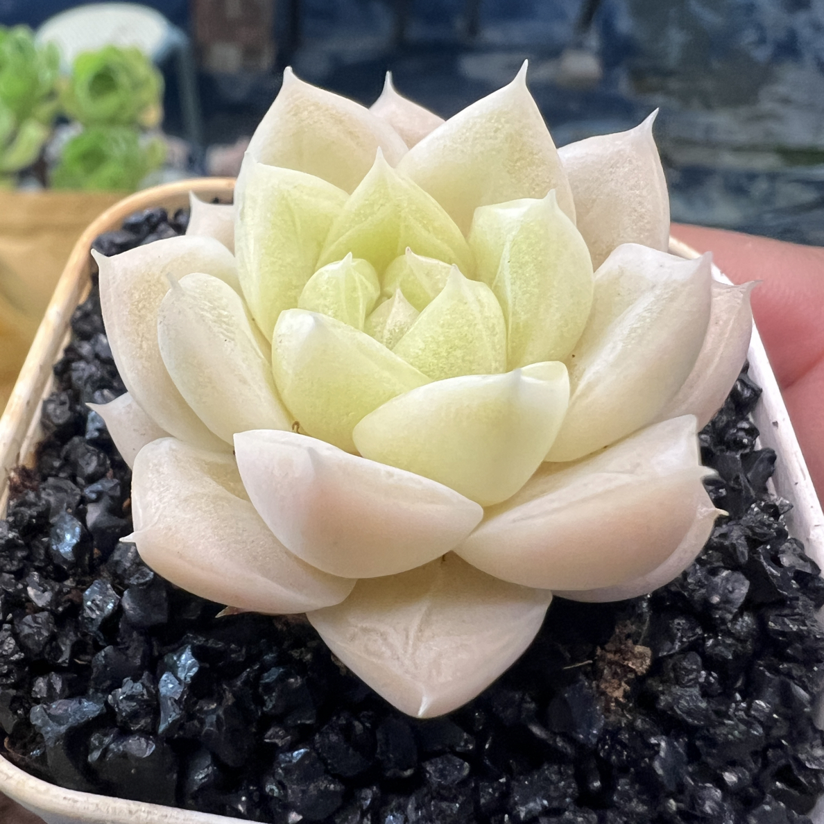 【新品链接2】精品高品质多肉植物绿植盆栽肉肉好养活简单春季粉色