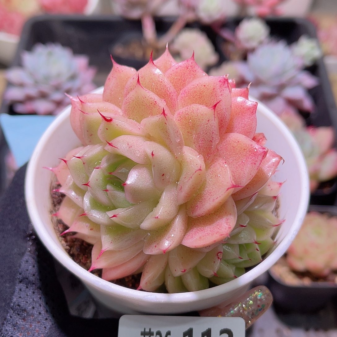 花利美26-112麦秆群