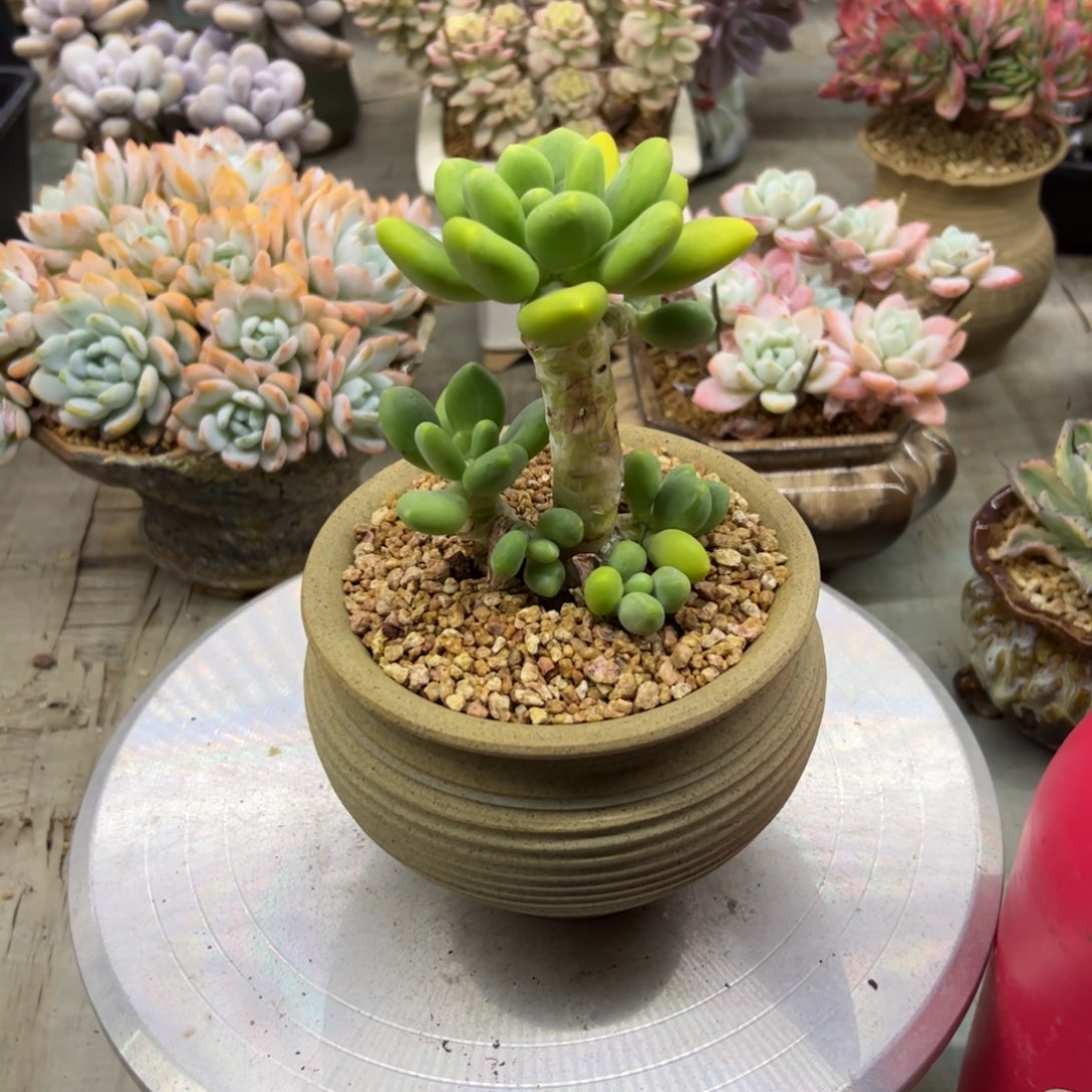 芒果奶有伤18 零零多肉植物