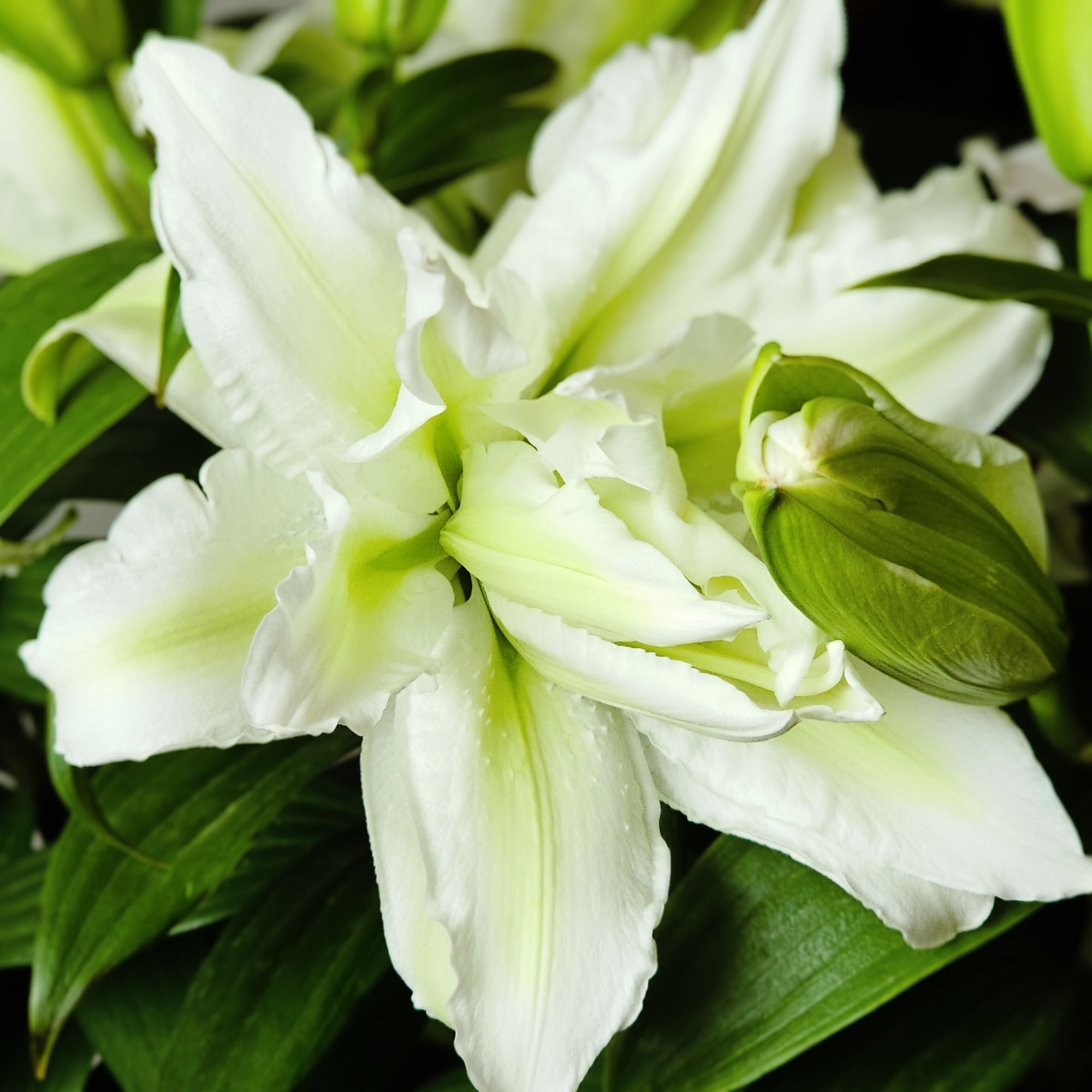 香水百合【大球艾莎】1颗周长24-26cm重瓣百合秋百合