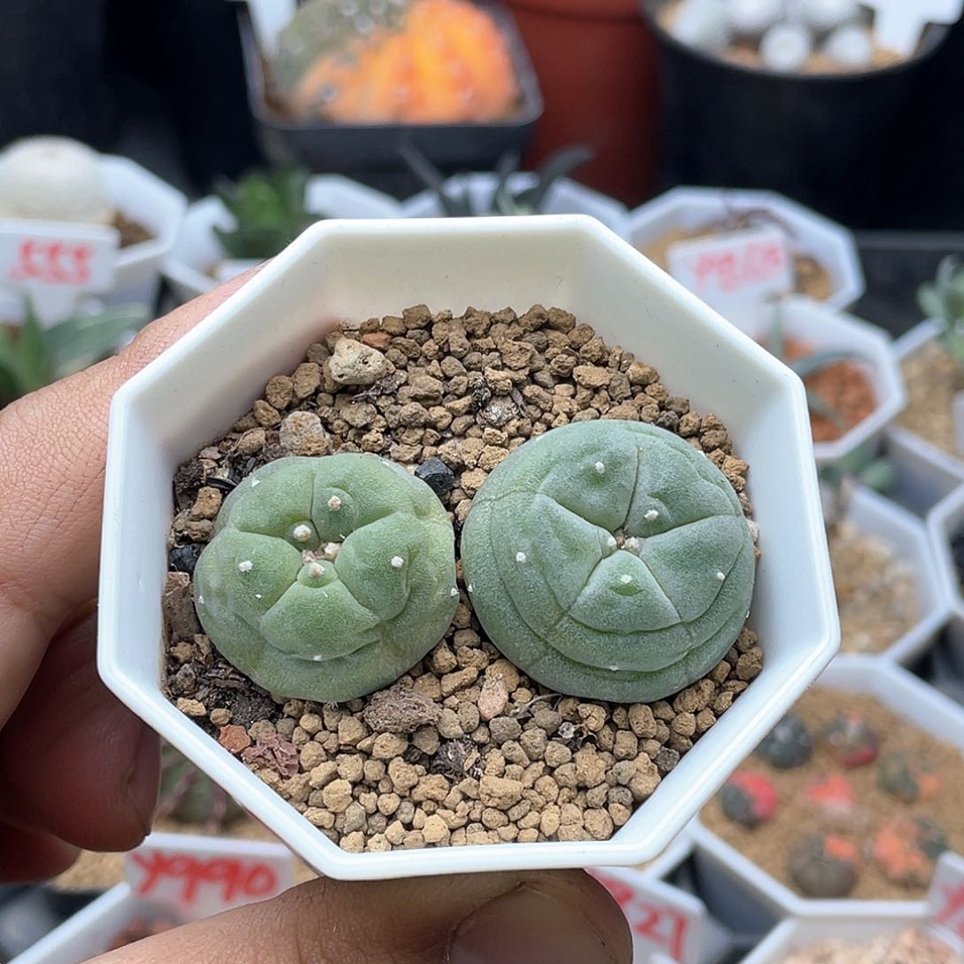 实生园艺考氏海鲜仙人球