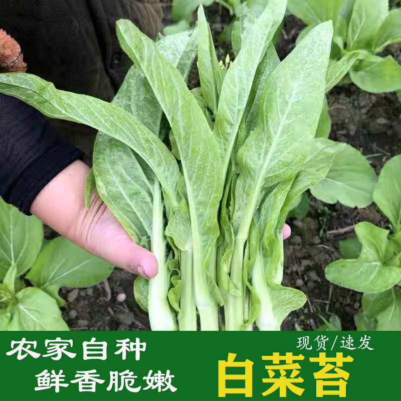 新鲜白菜苔农家自种时令蔬菜嫩青菜心现摘白菜苔包邮