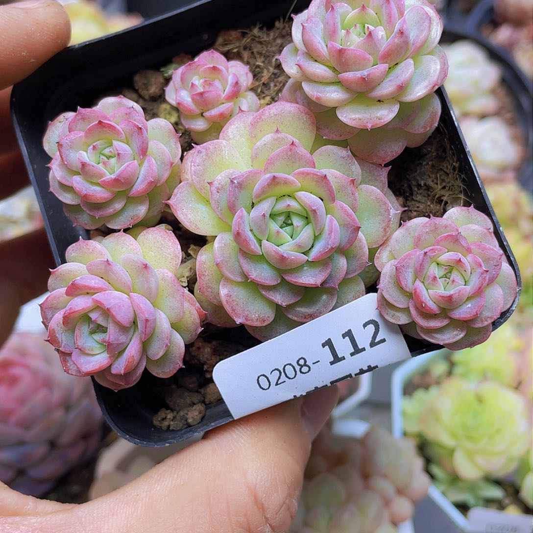 000000000000112量拍