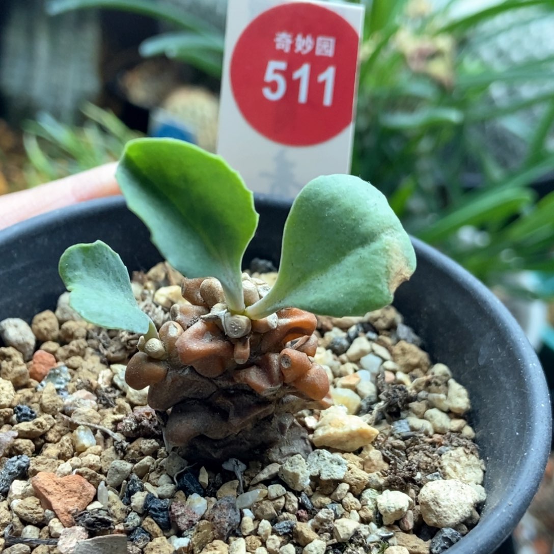 老桩蛮鬼塔一颗仙人球