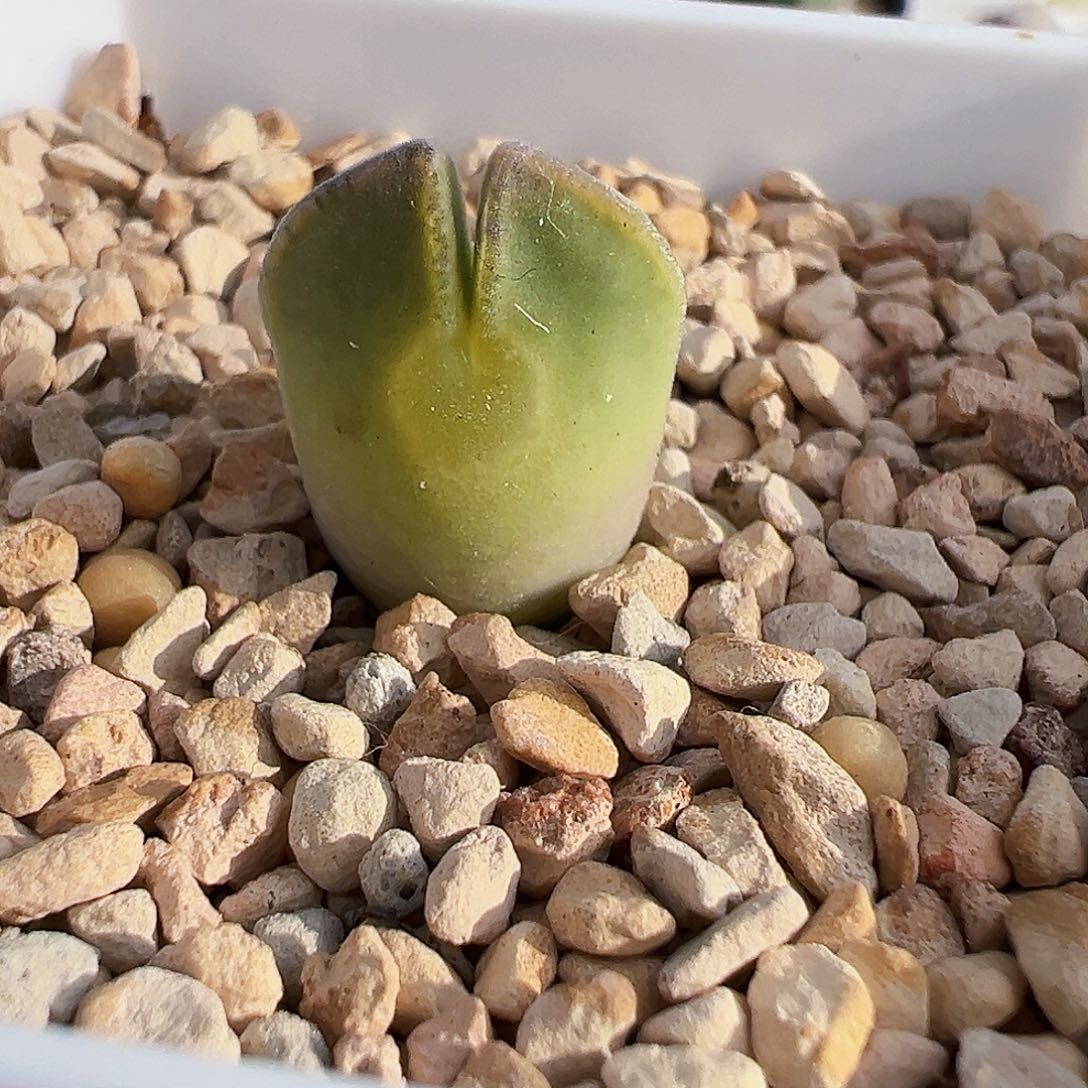 无花朵TS 大眼睛 