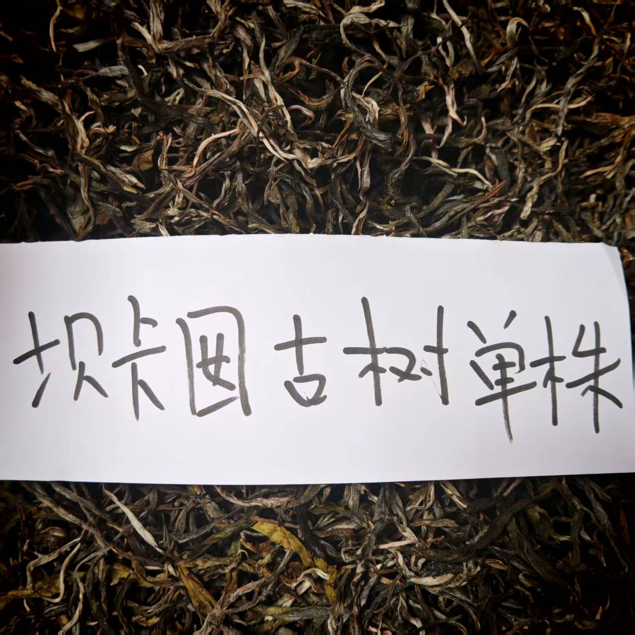 云南茶山分享！2025年坝卡囡三棵树单株普洱生茶散料50克