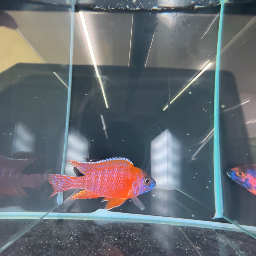 海水鱼A113-超级红10-11