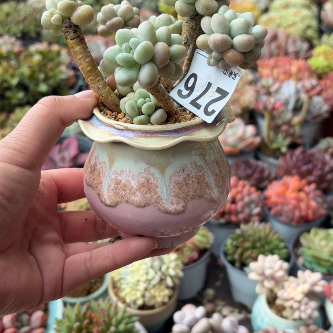 小***头洛神杂交带盆发货276