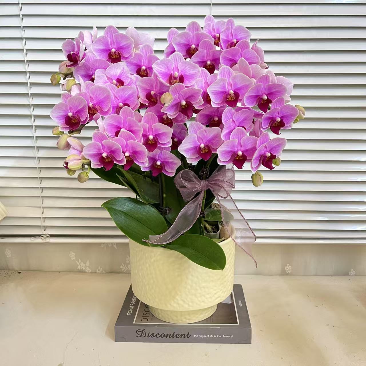 蝴蝶兰【宝贝】选美第二名 好养耐养 室内花花 广州基地直发