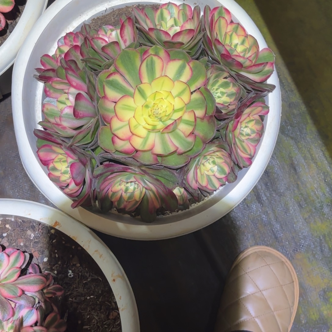 云南多肉植物荔枝