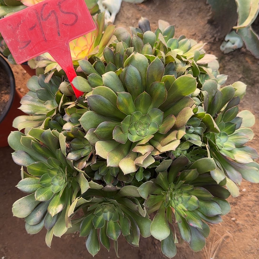 我***是5-195流星雨多肉法师铭文