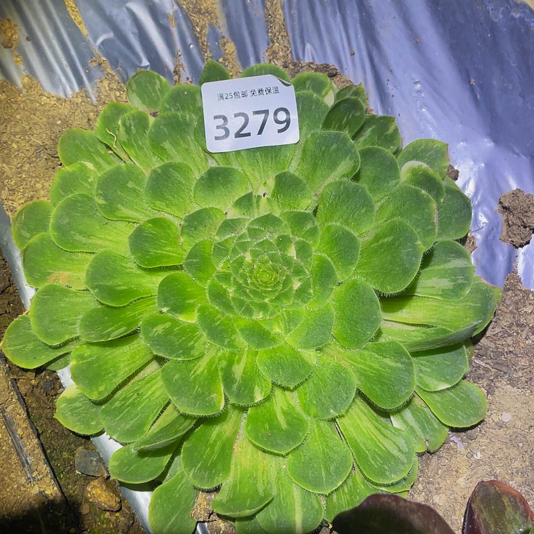 3279流星雨多肉植物