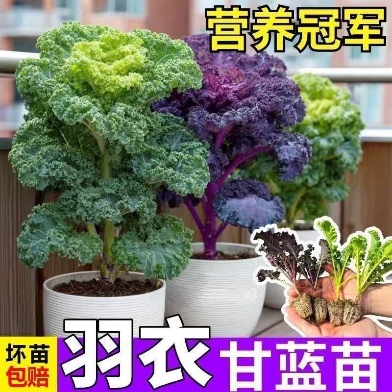 四季可食用绿羽衣甘蓝苗紫羽衣甘蓝苗四季可种耐寒秋冬种子蔬菜苗