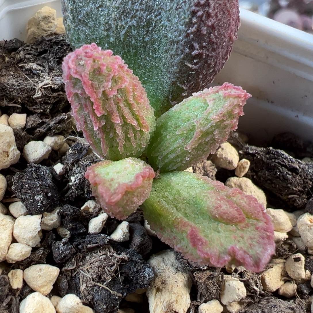 实生新品多肉植物水泡