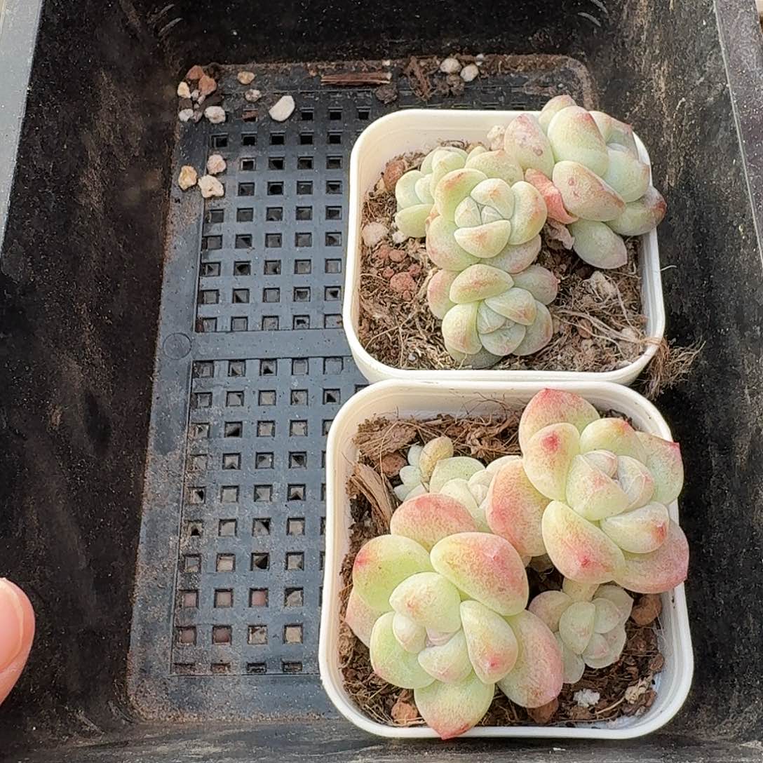 21 号到手1框，江北多肉