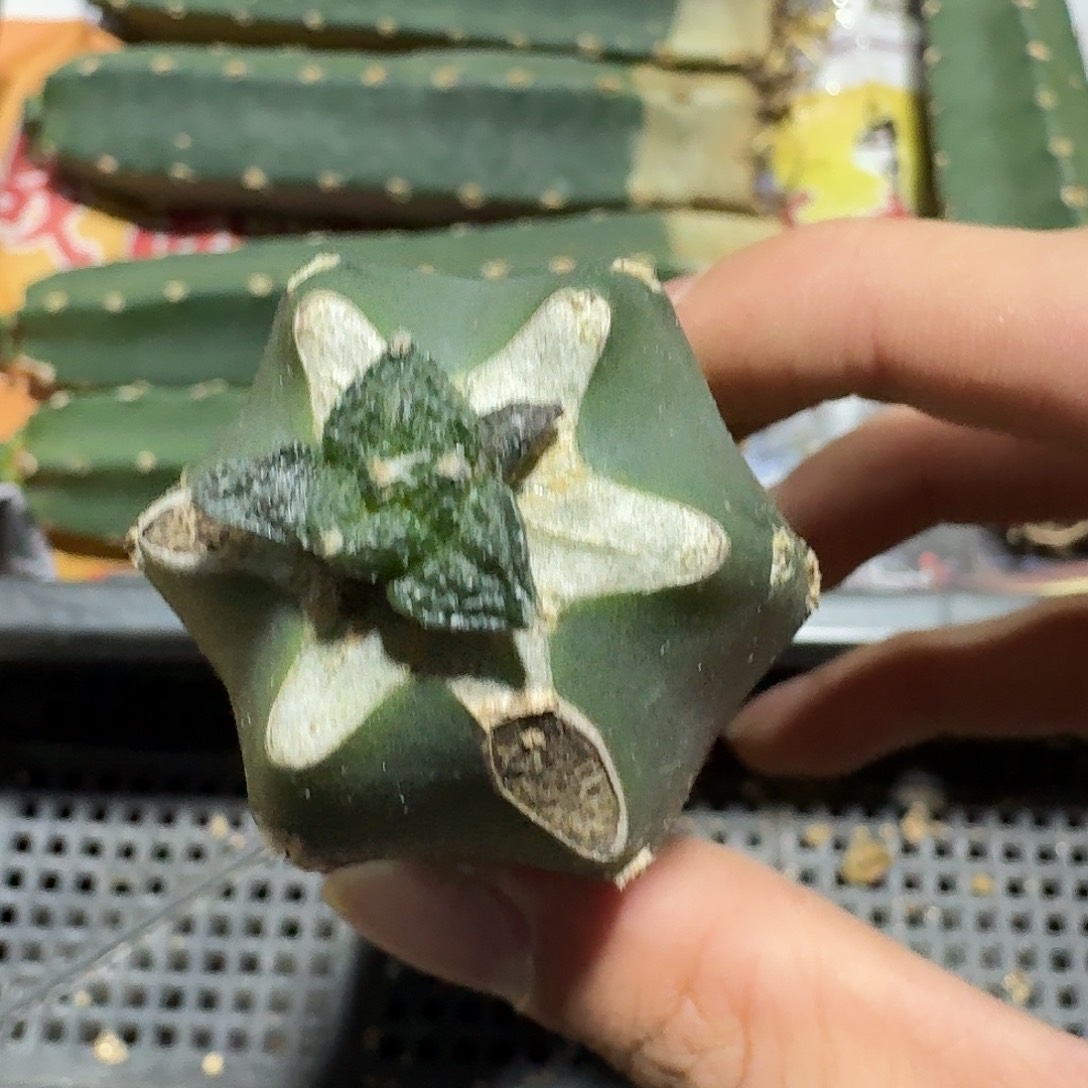 志贺龟小苗袖蒲苗接